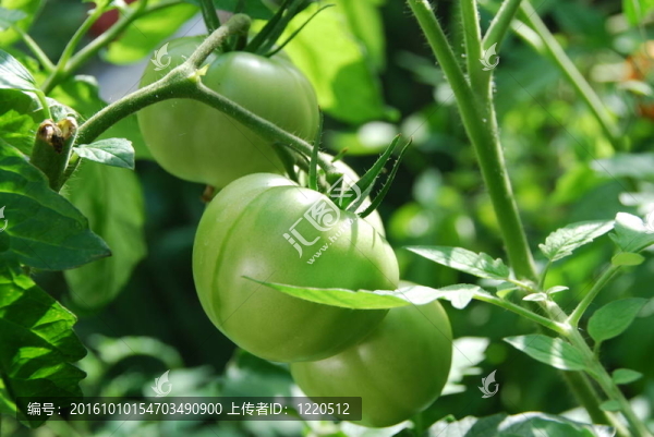 番茄
