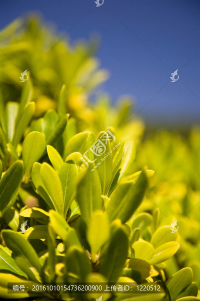 藍(lán)天背景下的綠色植物