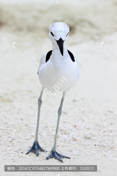 蟹鸻