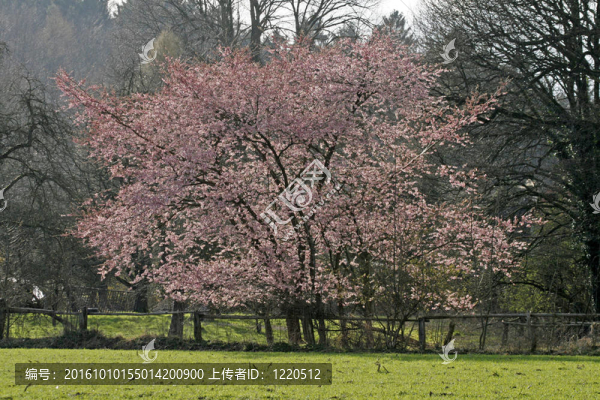 春天的日本櫻桃樹