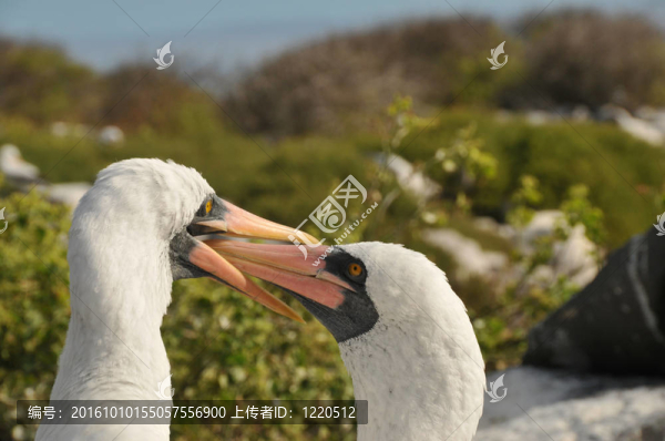 納斯卡鰹鳥(niǎo)彼此修飾雙