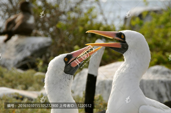 納斯卡鰹鳥彼此修飾雙
