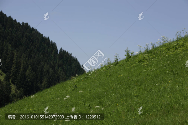 山地草甸