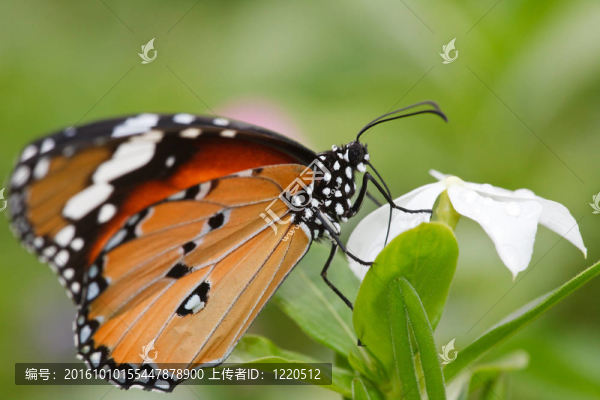 蝴蝶