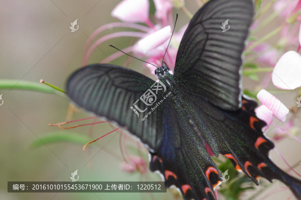 蝴蝶