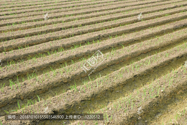 蔥農(nóng)