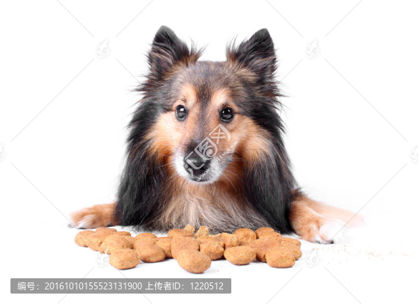 吃狗