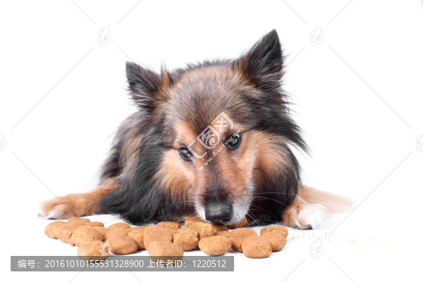 吃狗