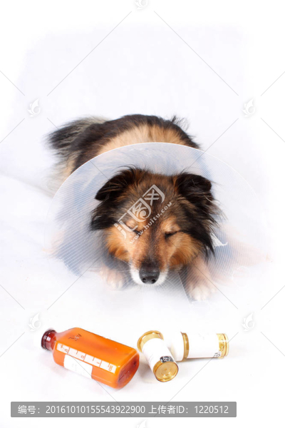 生病的狗