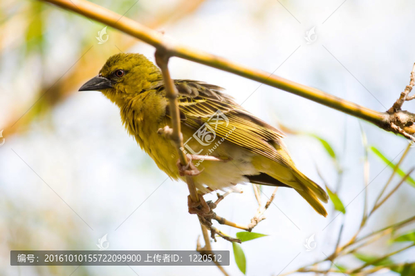 織布鳥