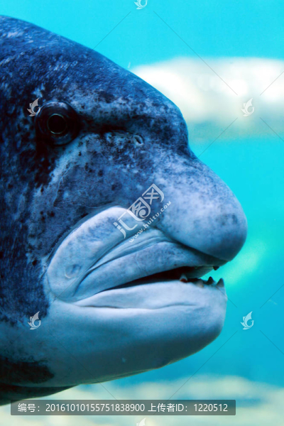 人面魚