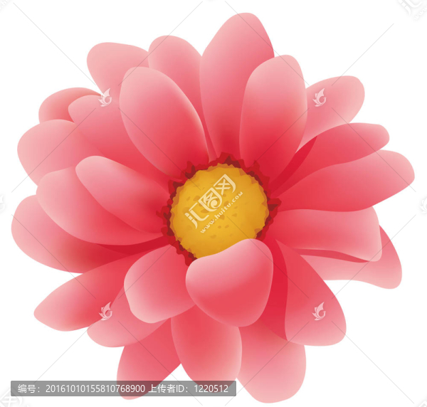 紅色的雛菊花