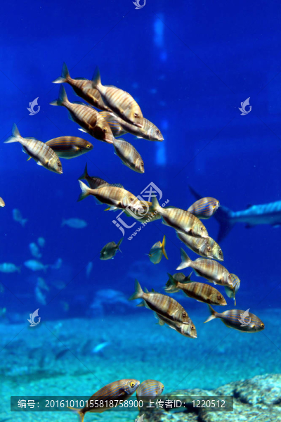 學(xué)校的魚