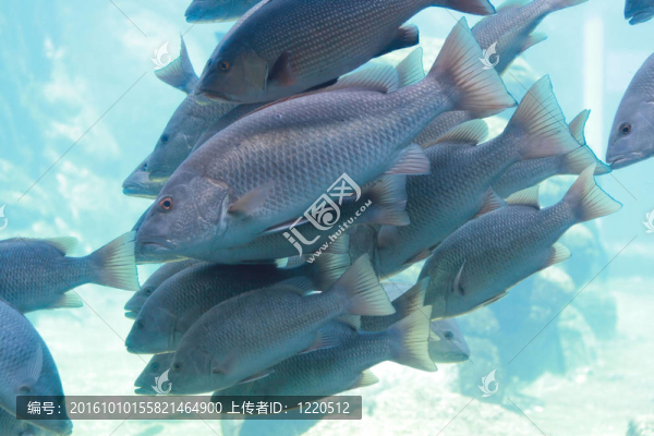 學校的魚