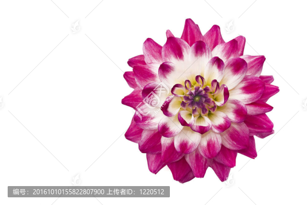 Flowers?？拷奂t色的大麗花