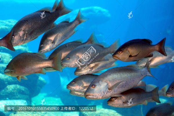 學(xué)校的魚(yú)