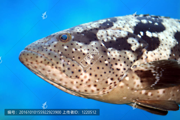 大鱈魚