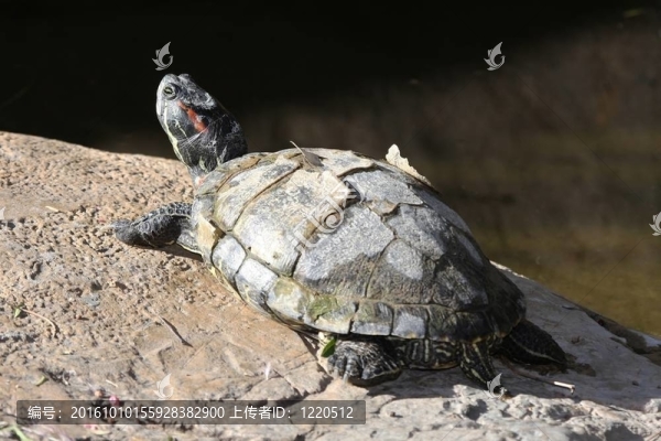 紅耳Slider,Turtle