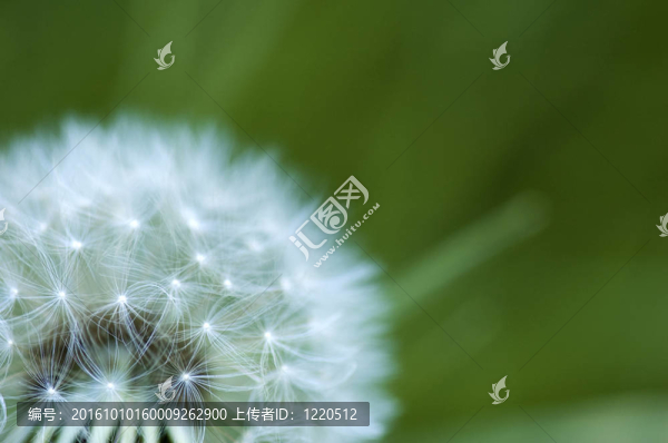 蒲公英