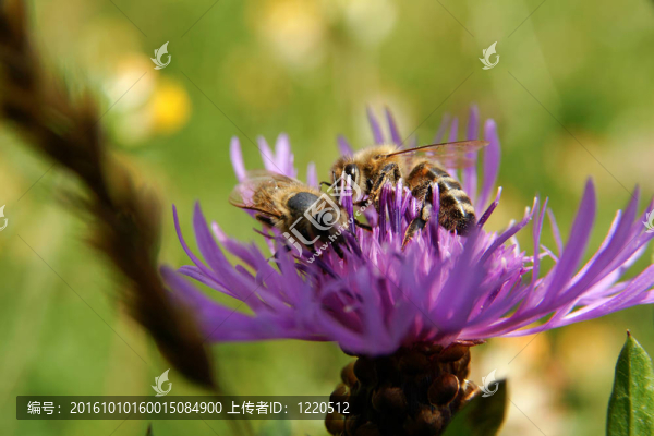 粉紅花蜜蜂