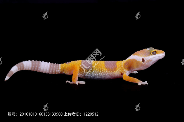 豹紋豹紋守宮