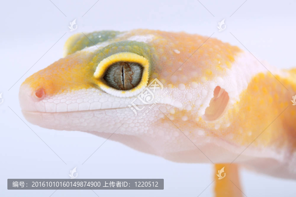 豹紋守宮