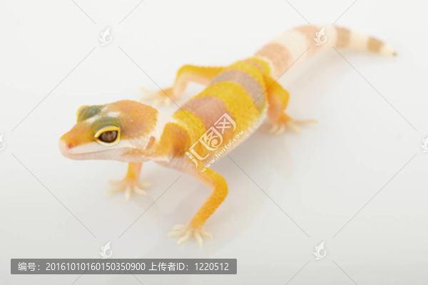 豹紋豹紋守宮