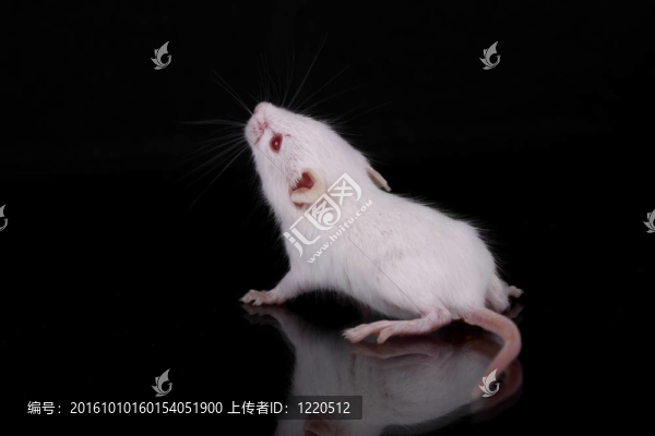 小老鼠