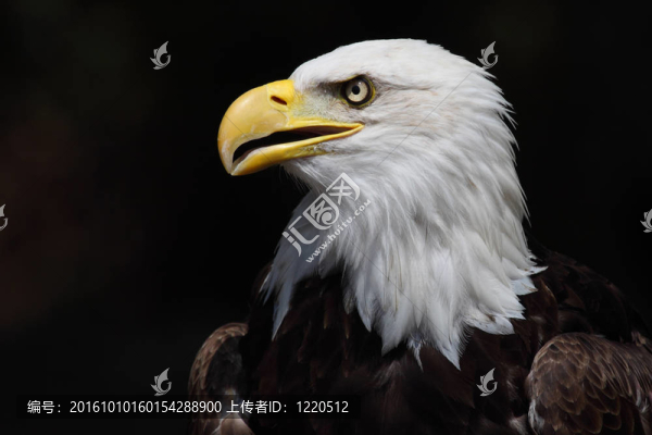 禿頭鷹