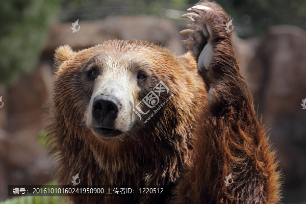 熊