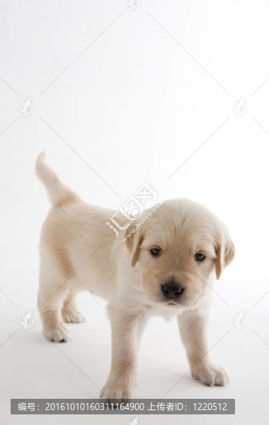 黃金獵犬小狗