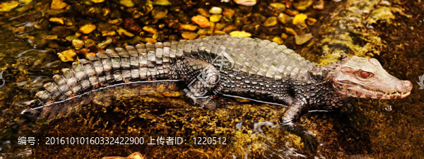 鱷魚在河