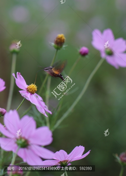 蜂鳥鷹蛾