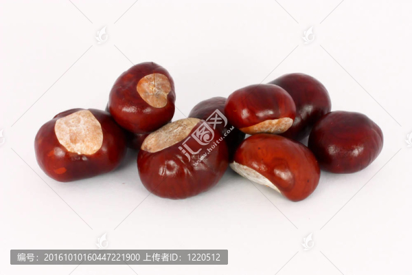 野生板栗