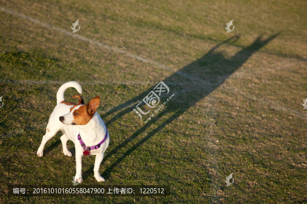 杰克羅素梗在公園