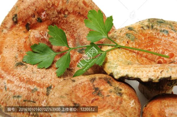 rovellons