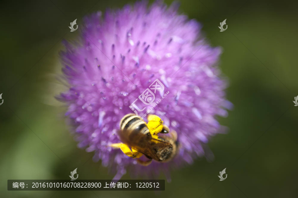 蜜蜂在花上的宏