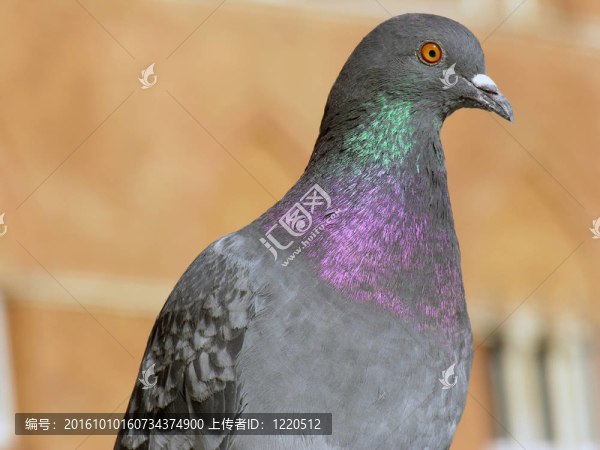 錫耶納省托斯卡納市；；意大利