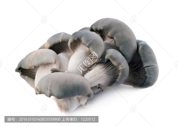 蘑菇