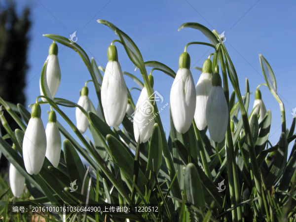 雪花蓮；Galanthus,nivalis
