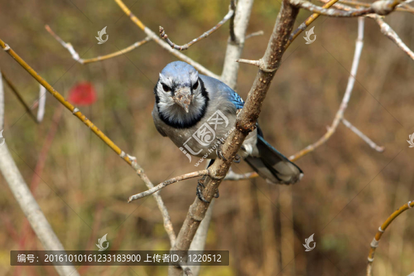藍(lán)鳥