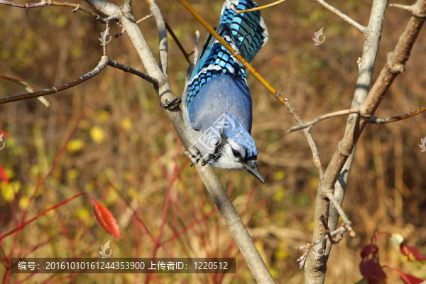 藍鳥