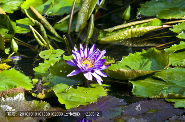 睡蓮屬