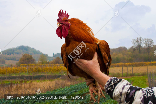 雞