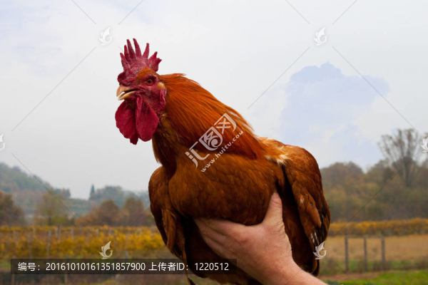 雞