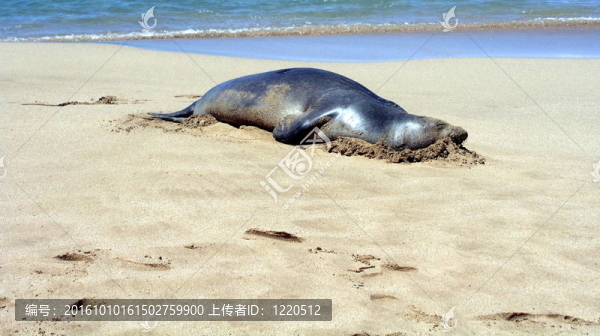 海豹在海灘上