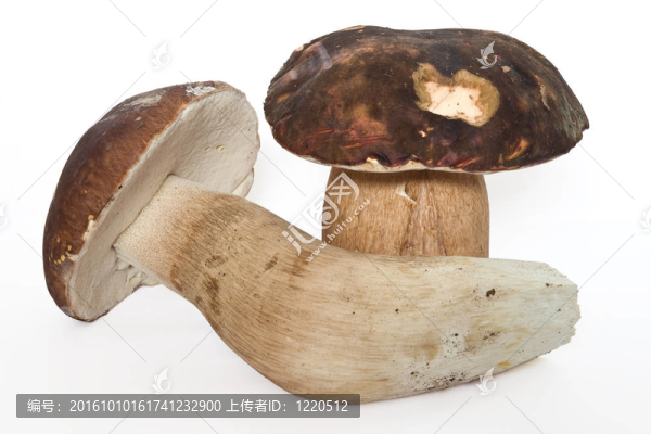Boletus,edulis（菌）