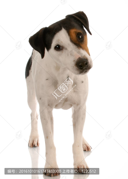 皮毛光滑的三色jack,russel,terrier站