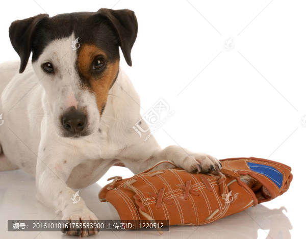 調(diào)皮的狗-,jack,russel梗放在棒球手套