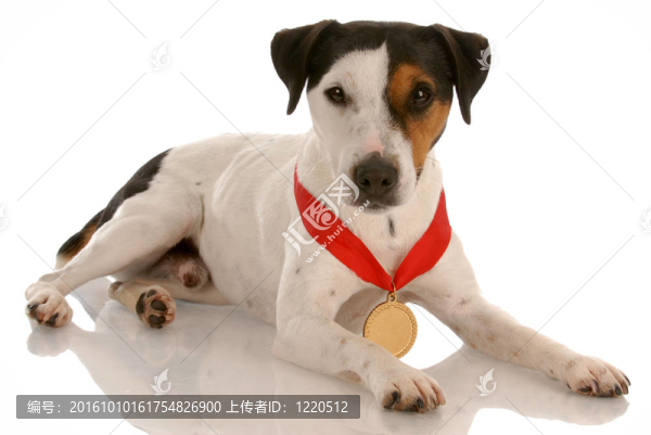 jack,russel梗與獲獎(jiǎng)的獎(jiǎng)牌在脖子上